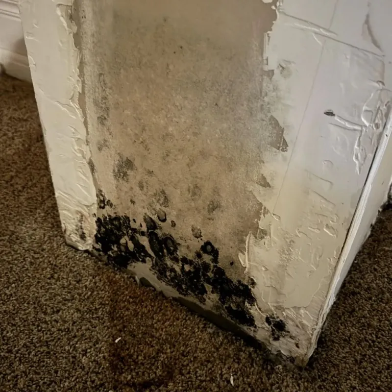 Professional Mold Removal in Dulac, LA